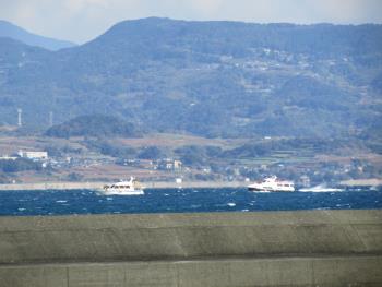 イルカウォッチング イルカウォッチング