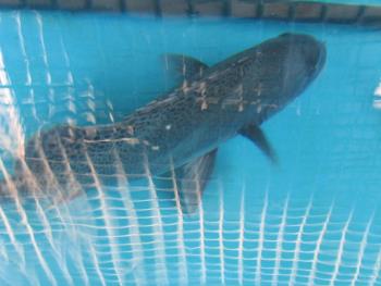 コーコ鯛 コーコ鯛