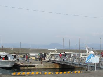 イルカウォッチング イルカウォッチング