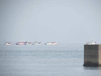 イルカウォッチング イルカウォッチング