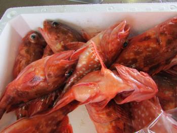 ガラカブ ガラカブ