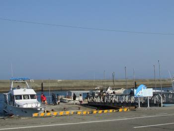 イルカウォッチング イルカウォッチング