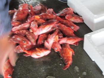 ガラカブ ガラカブ