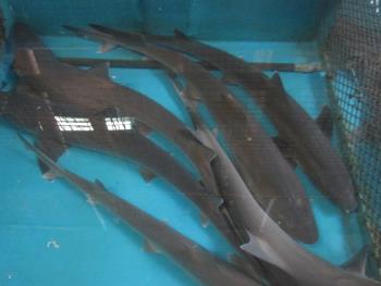 ノーソー ノーソー