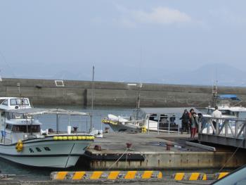 イルカウォッチング イルカウォッチング