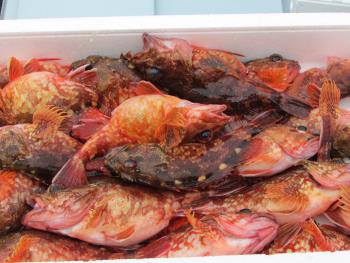 ガラカブ ガラカブ