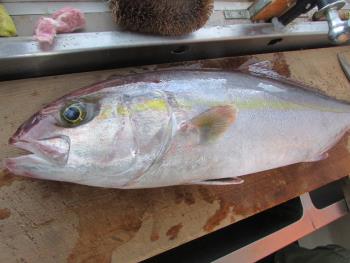 天然カンパチ 天然カンパチ