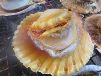 ヒオウギ貝 ヒオウギ貝