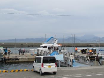 イルカウォッチング イルカウォッチング