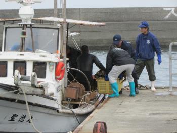 ワカメかけ ワカメかけ