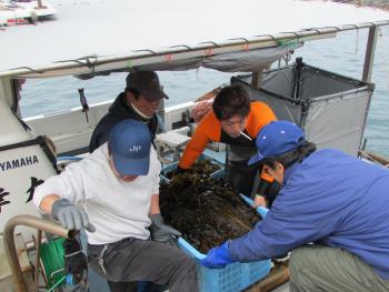 ワカメかけ ワカメかけ