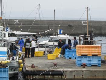 わかめかけ わかめかけ