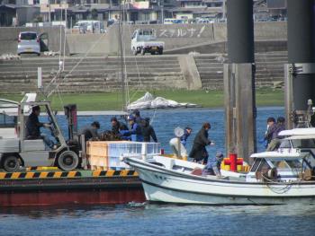 ワカメ漁 ワカメ漁