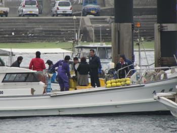 ワカメ漁 ワカメ漁