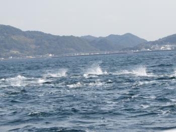 イルカさん イルカさん