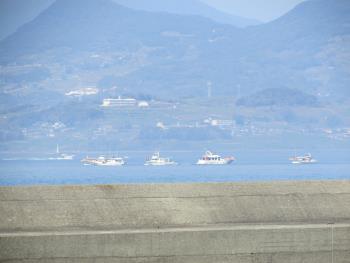 イルカウォッチング イルカウォッチング