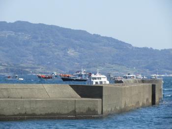 イルカウォッチング イルカウォッチング