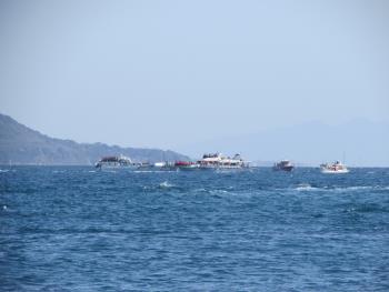 イルカウォッチング イルカウォッチング