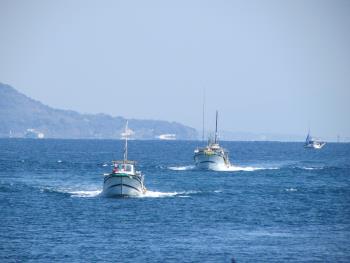 イルカウォッチング イルカウォッチング