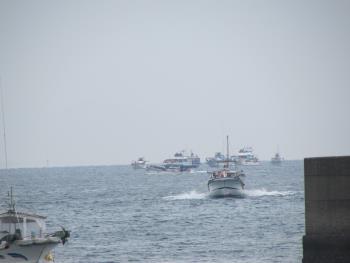 イルカウォッチング イルカウォッチング