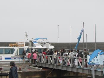 イルカウォッチング イルカウォッチング