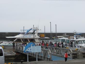 イルカウォッチング イルカウォッチング