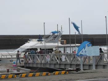 イルカウォッチング イルカウォッチング