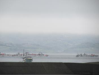 イルカウォッチング イルカウォッチング