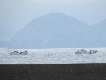 イルカウォッチング イルカウォッチング