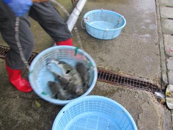 トラフグ トラフグ