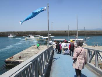 イルカウォッチング イルカウォッチング