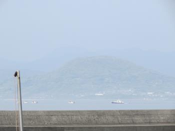 イルカウォッチング イルカウォッチング