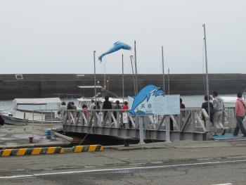 イルカウォッチング イルカウォッチング