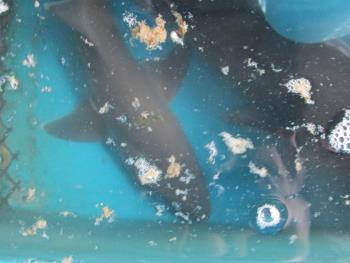 ノーソー ノーソー