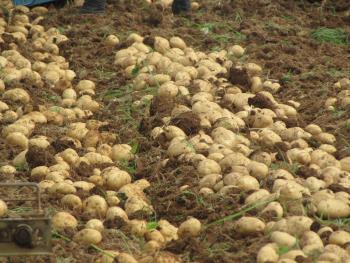 ジャガイモ ジャガイモ