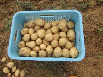 ジャガイモ ジャガイモ