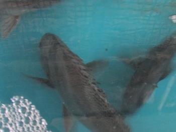 コーコ鯛 コーコ鯛