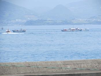 イルカウォッチング イルカウォッチング