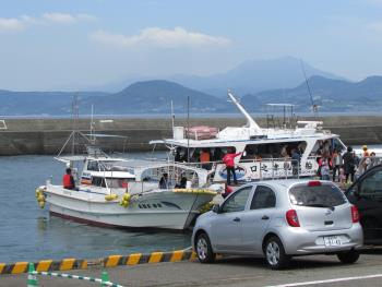 イルカウォッチング イルカウォッチング