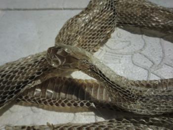 蛇の抜け殻 蛇の抜け殻