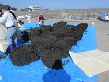 ヒジキかけ ヒジキかけ