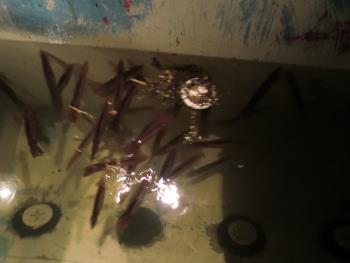 イカ釣り イカ釣り