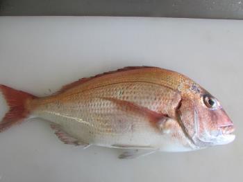 鯛 鯛