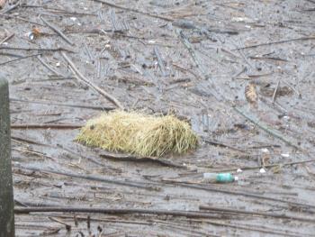 木の根っこ 木の根っこ