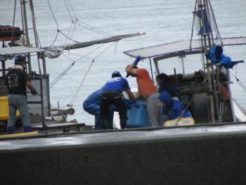 トサカ漁 トサカ漁