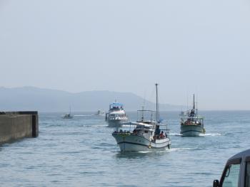 イルカウォッチング イルカウォッチング