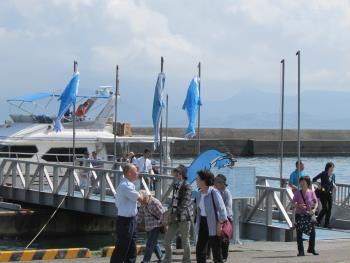 イルカウォッチング イルカウォッチング