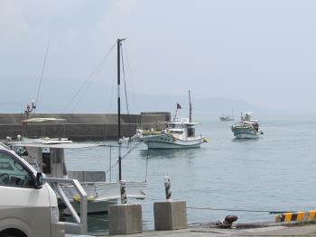 イルカウォッチング イルカウォッチング