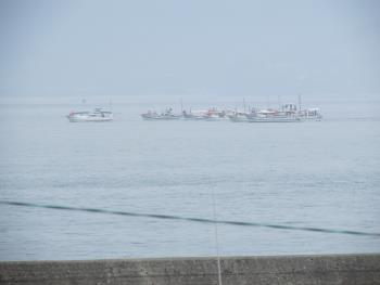 イルカウォッチング イルカウォッチング