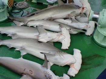 アカシュモクザメ アカシュモクザメ